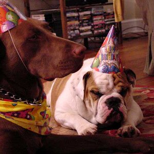 birthday-dogs.jpg