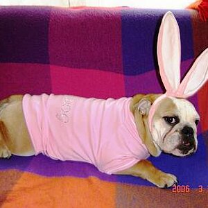 frohe ostern dog.jpg