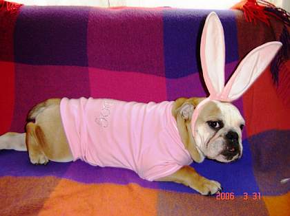 frohe ostern dog.jpg