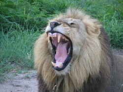 lion yawning.jpg