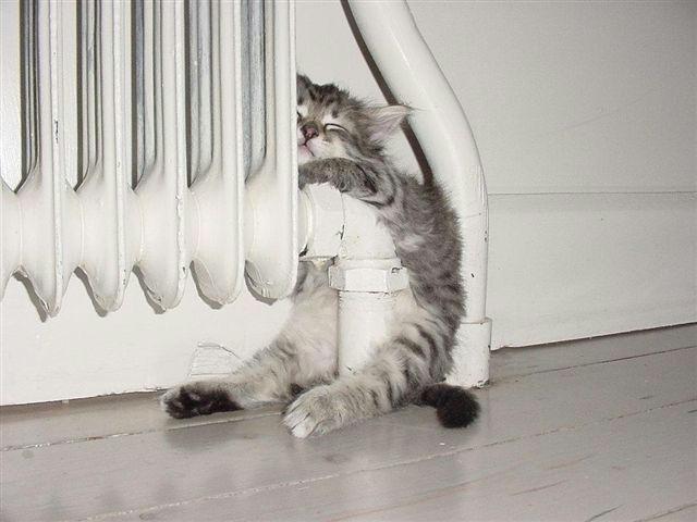 nice_warm_pussy.jpg